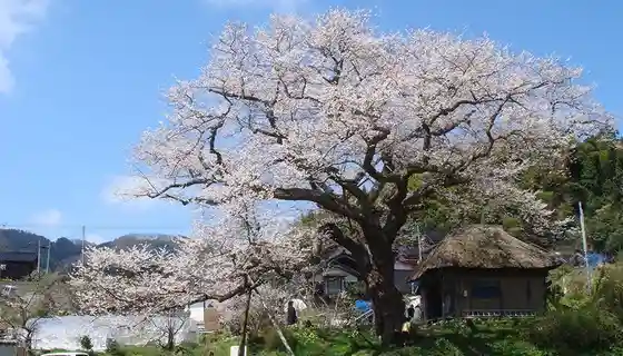 Hojo Bo no Edohigan