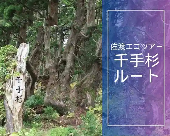 Shinpi no Daishizen ! Genseirin to Sugi Kyoboku Gun Torekkingu Senju Sugi Ruto