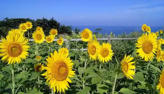 Ogawa no Himawari Hatake