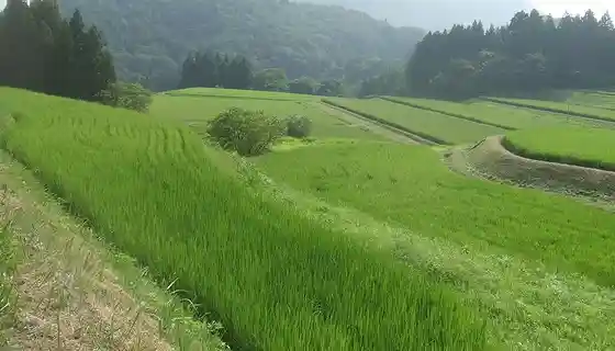 Saru Hachi Tanada