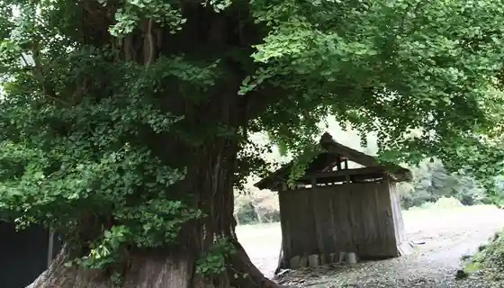 Kiyomizudera no Oicho