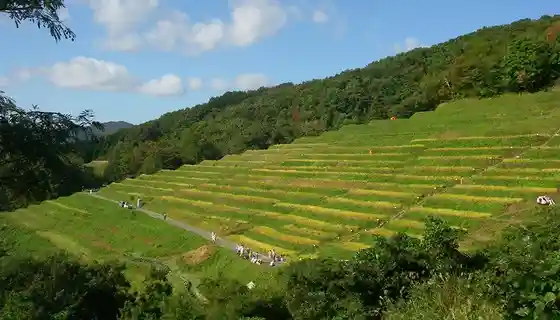 Ogura Senmaida