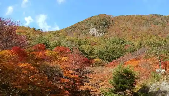 Autumn Leaves Yama