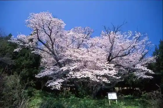Kitakora no Yoroku Ro Sakura