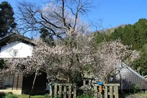 O Baido no Reiboku Fuji Ume