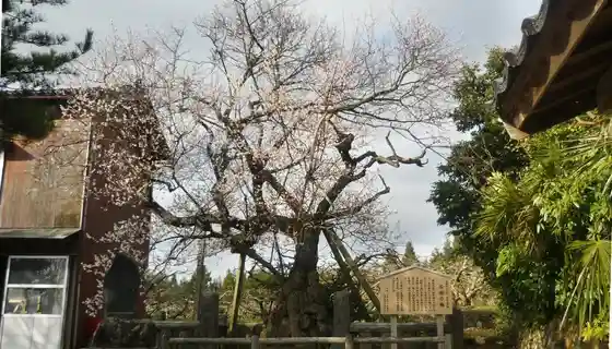 Ishidaki no Ume