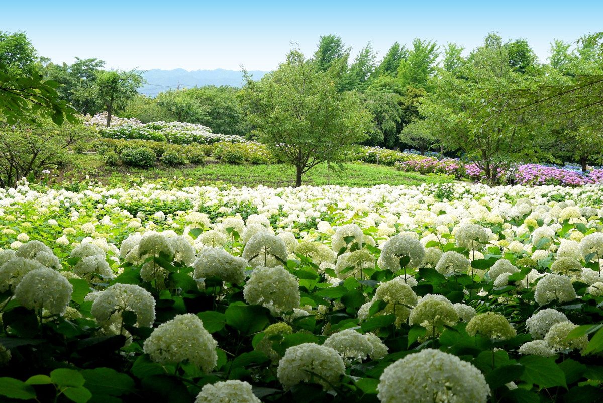 Sagamihara North Park