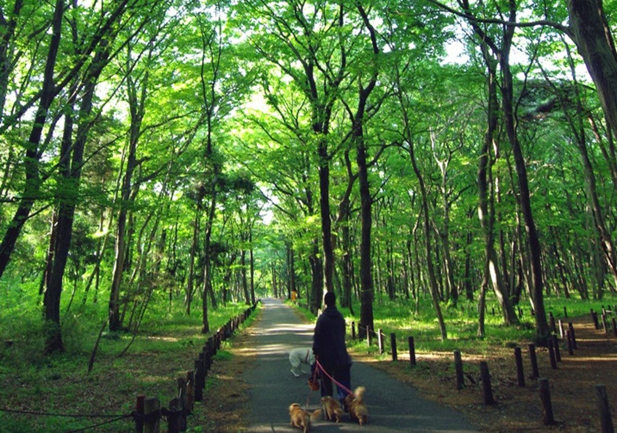 Komorebi Forest