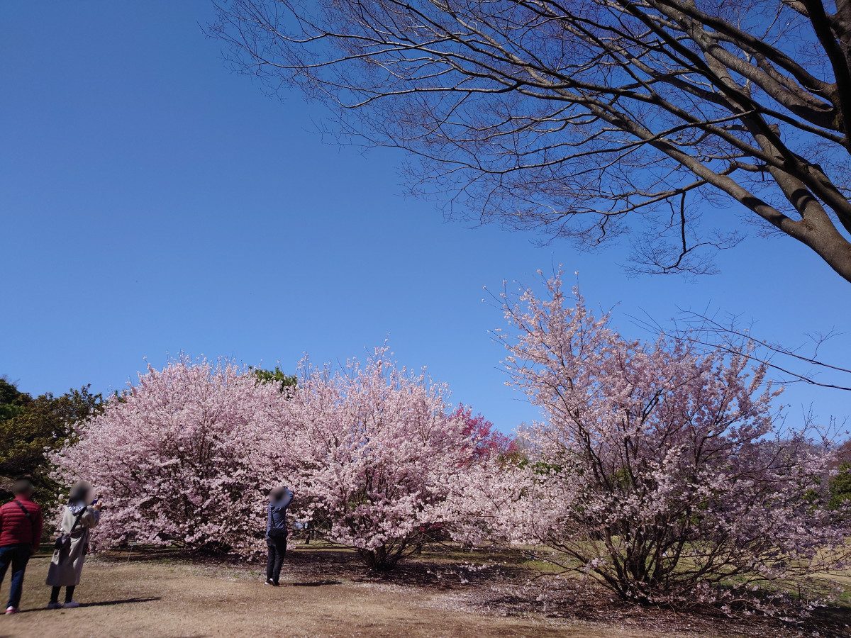 Kanagawa Prefectural Sagamihara Park