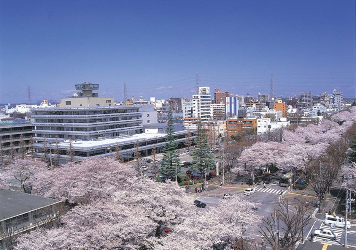 Sagamihara City Hall Sakura Street