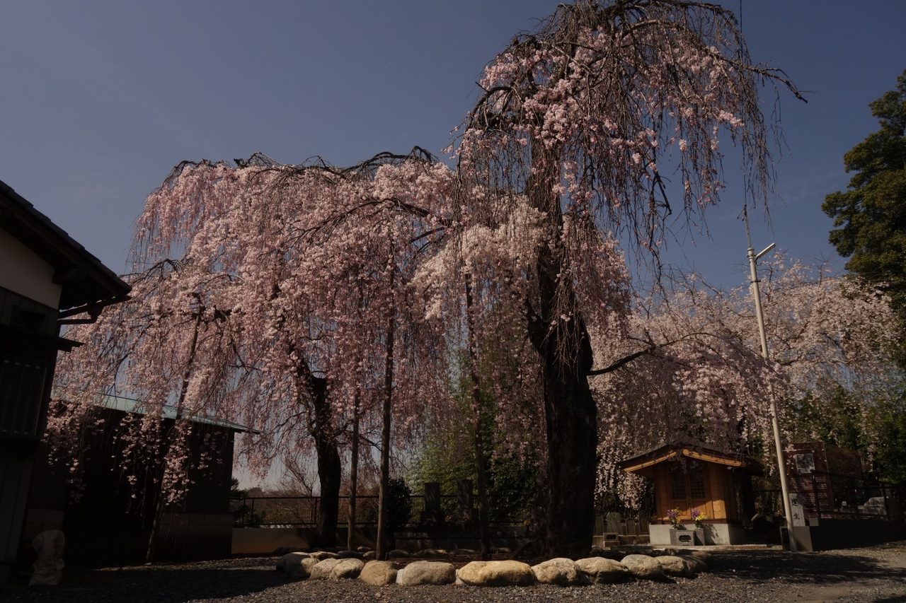 Rensho-do Weeping Cherry