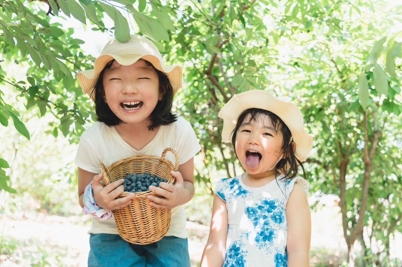 Misato Town Blueberry Tourist Farm