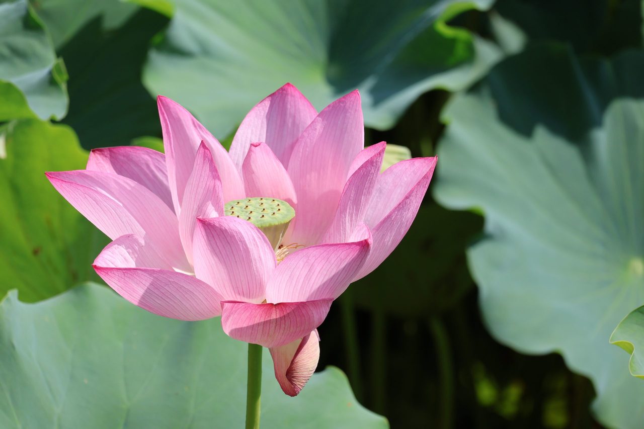 Taishi Lotus