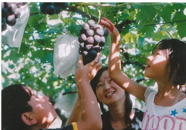 Kojima Grape Farm