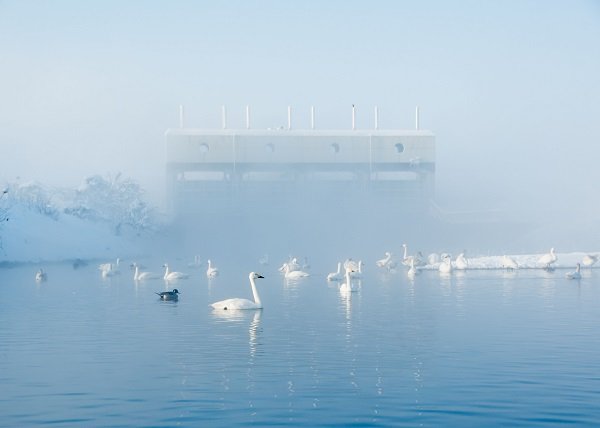 Whooper Swan Arrival