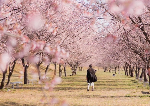 Angyo Kanzakura at Kitaasaba Cherry Embankment Park