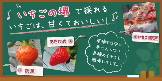 Ichigo no Sakai