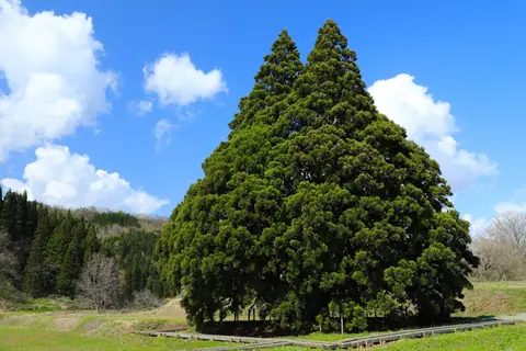 Great Cedar of Kosugi (Totoro Tree)