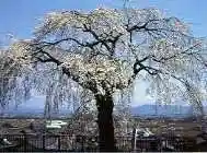 Checkpoint-Breaking Weeping Cherry