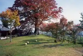Ojo Zelkova