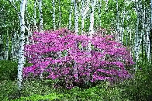Yachiho Highlands