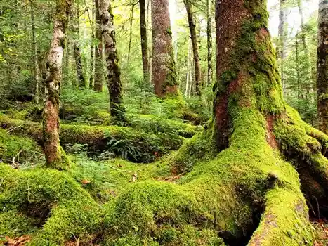 Shirakoma Pond Primeval Forest