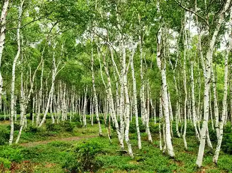 Yachiho Highlands