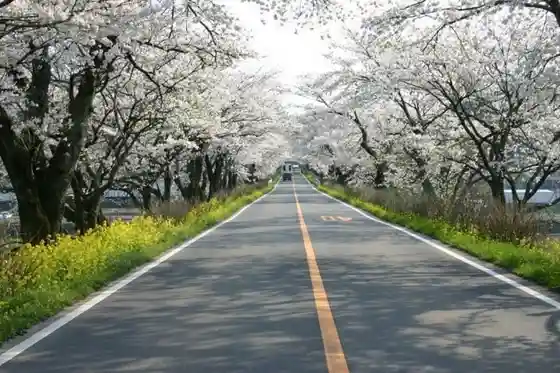 Saotome Cherry Blossom Avenue