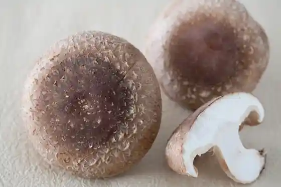 Sakura Tenkeiyu Shiitake