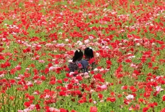Kitsuregawa Poppy Field