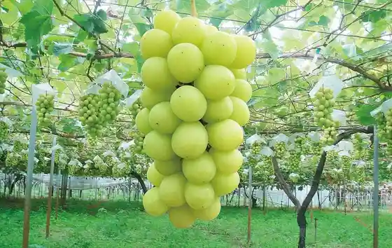 Watanabe Orchard