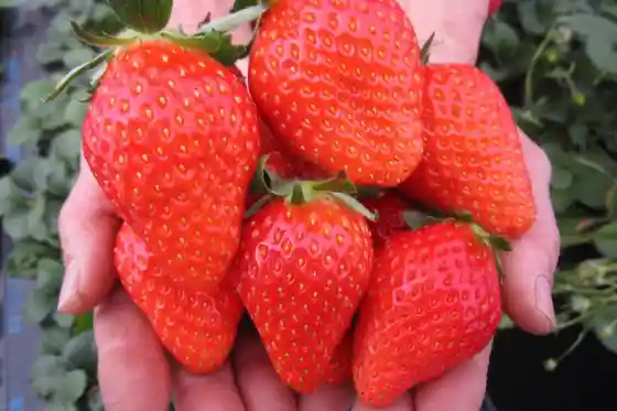 Sano Tourist Farm Strawberry Field