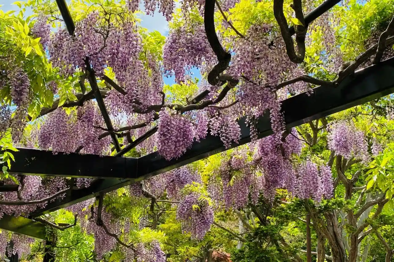 Tenjin Mountain Green Space (Tenjin Fuji)