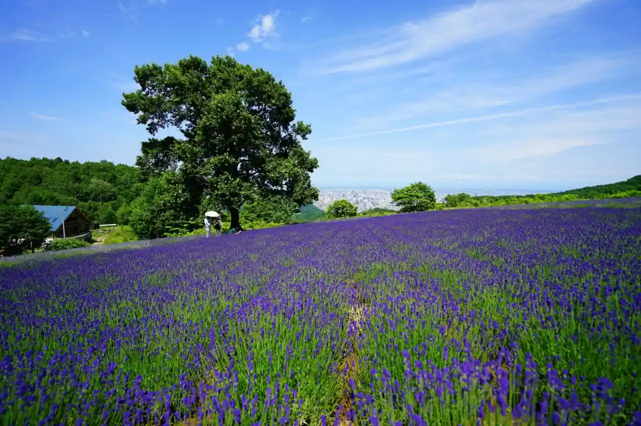 Horo Ken Pass Lavender Garden