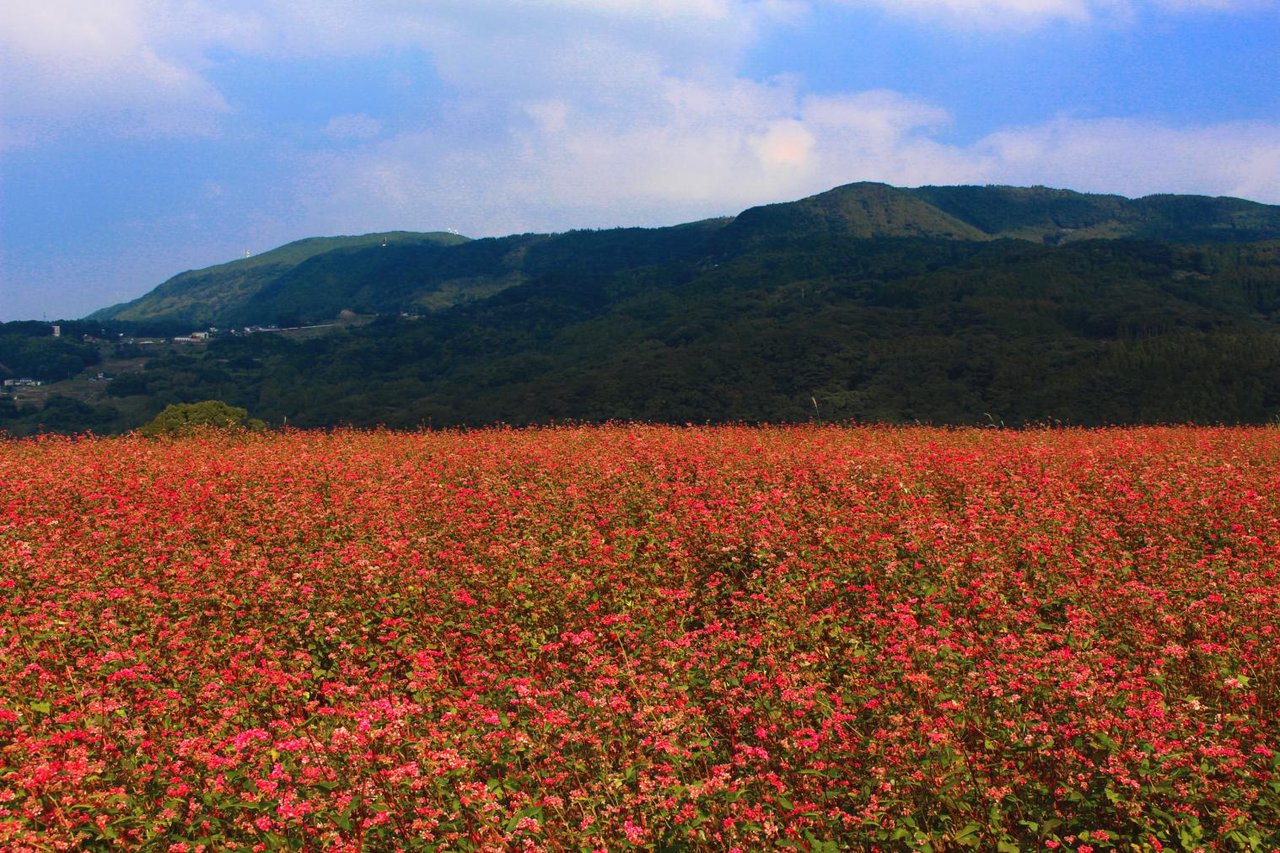 Red Buckwheat Village