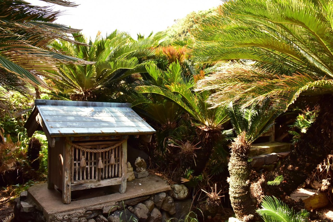 Giant Cycad of Miura Shrine (Uku Island)