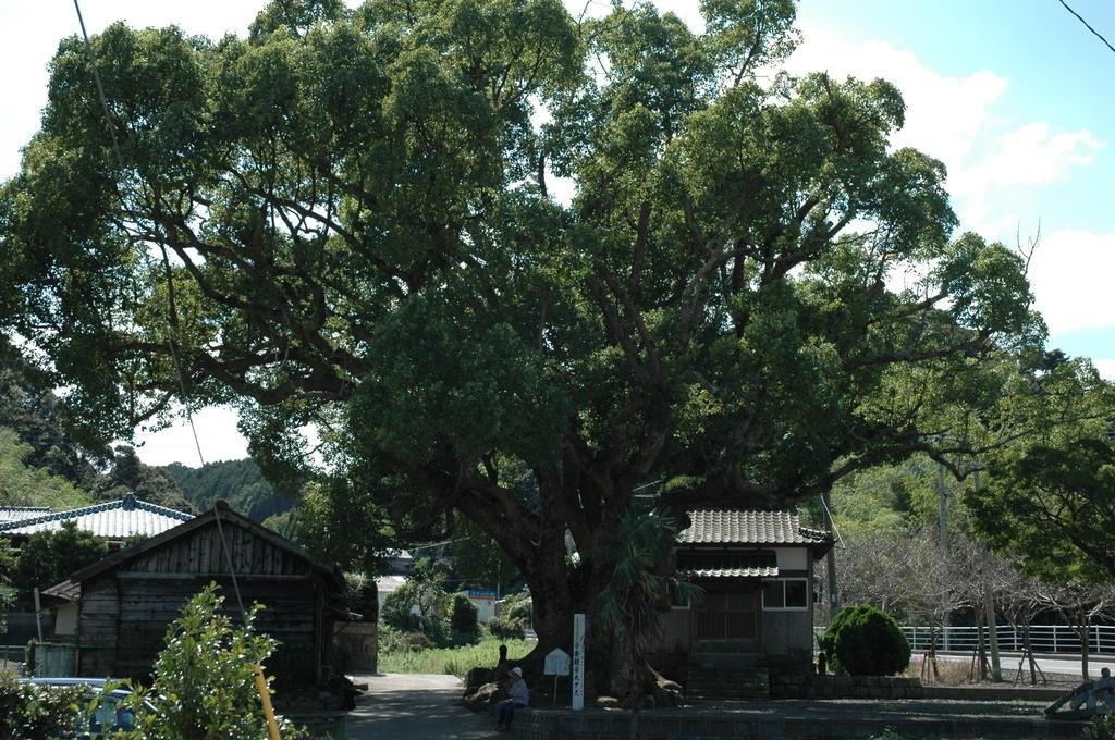 Koyasu Kannon Great Camphor
