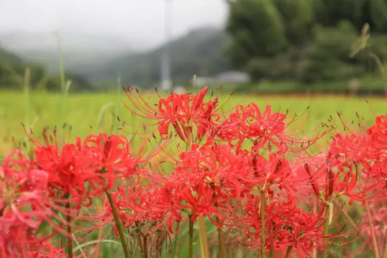 Hiiragino Spider Lilies