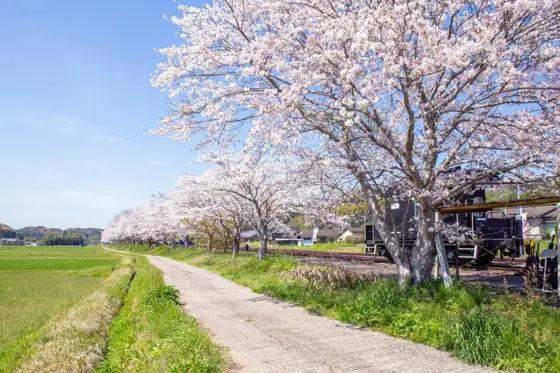 Cherry Blossom Avenue at Nagano Railway Memorial Museum