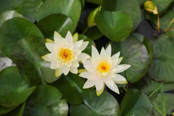 Tahara Rice Terrace Water Lilies