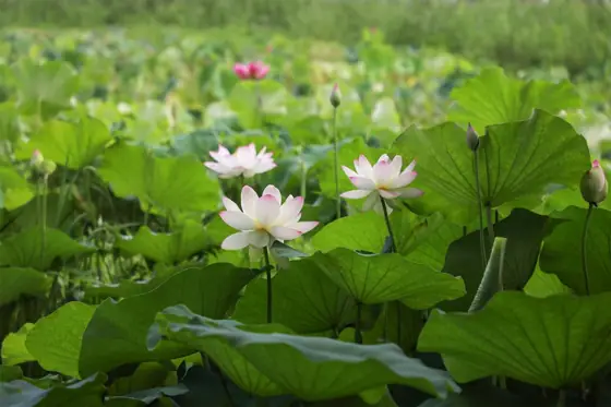 Hirose Lotus Flower Field