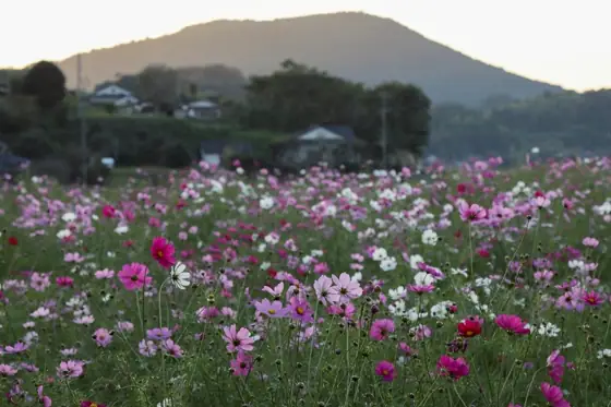 Sungo Cosmos Fields