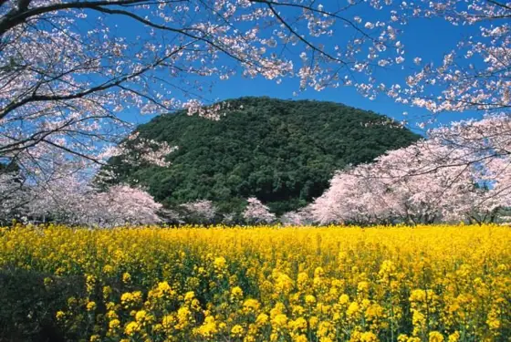 Ikoi no Mori Maruyama Park