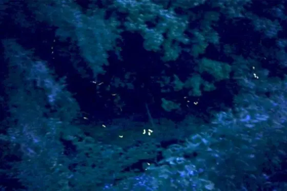 Momotsugi Firefly Village