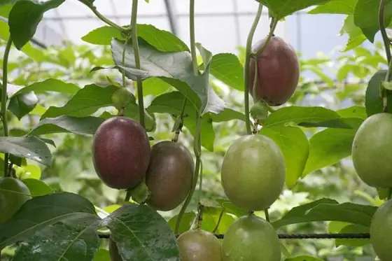 Koshiki Fruit Garden
