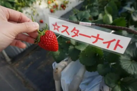 Mountain Strawberry Shop Higashi Farm