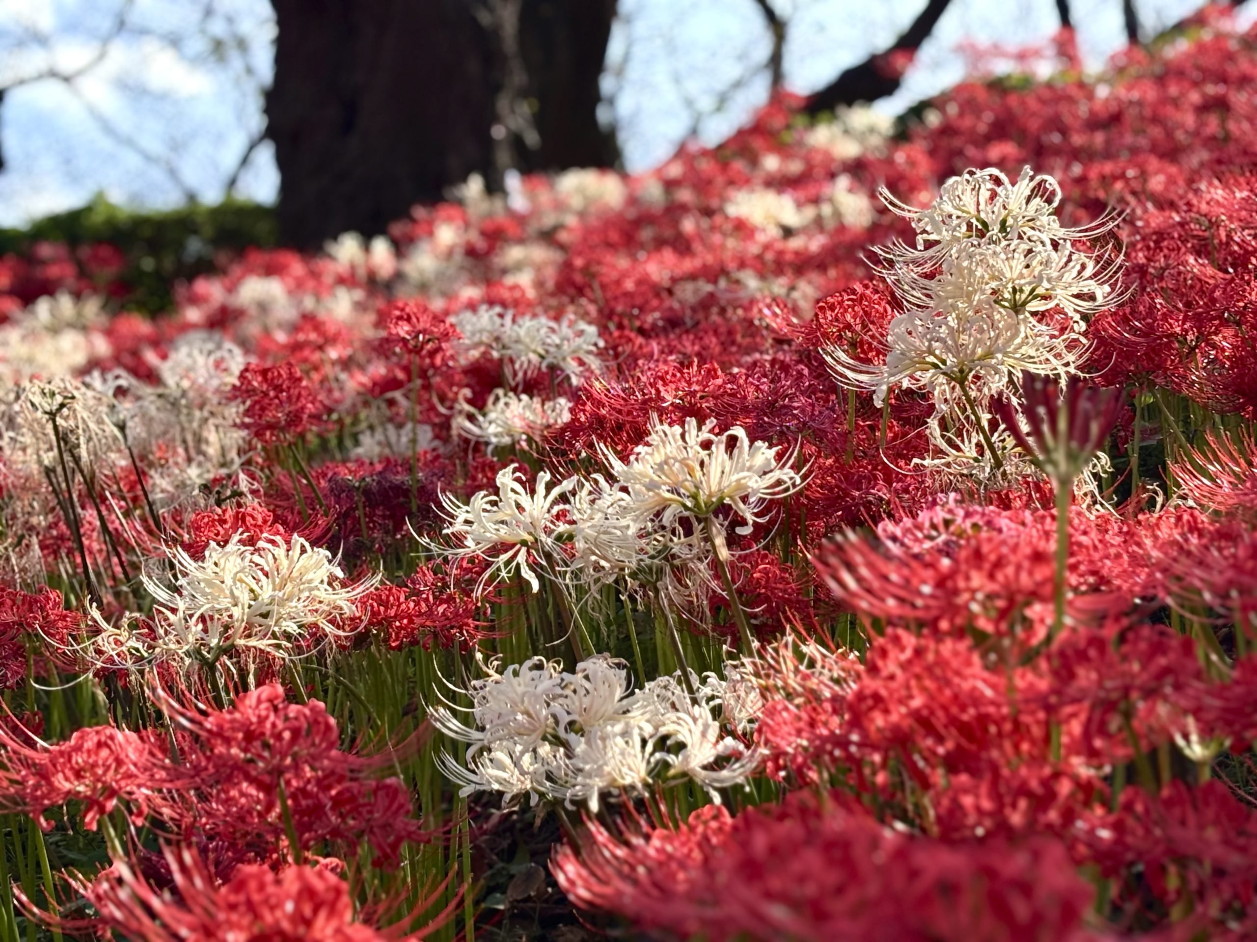 Gongendo Sakura Mirai Park