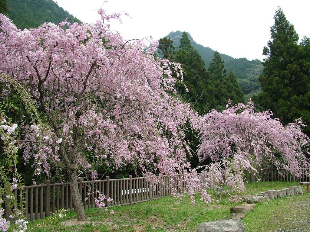 Madake Valley Weeping Cherries