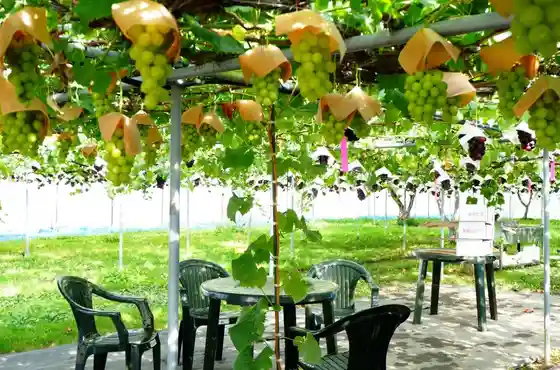 Otani Farm