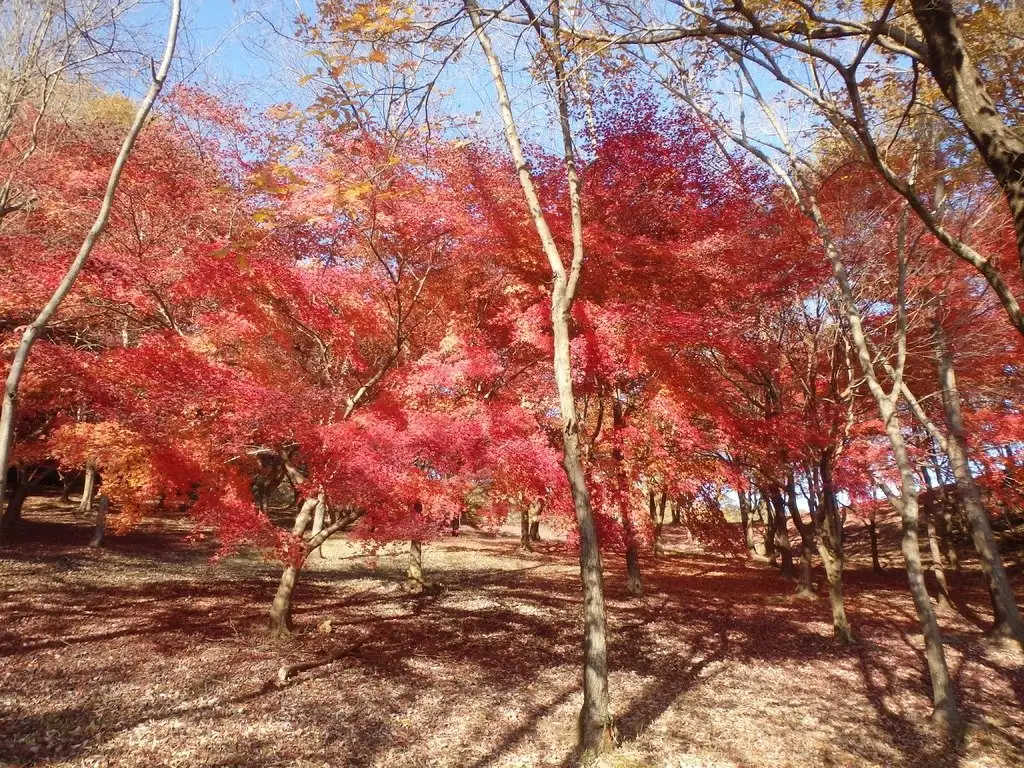 Gifuken Hyakunen Park no Autumn Leaves